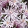 Waterlily Star Magnolia Tree - 3 Gallon Pot