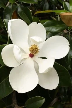 Teddy Bear Dwarf Southern Magnolia - 7 Gallon Pot (3-4') 13 Teddy Bear Dwarf Southern Magnolia - 7 Gallon Pot (3-4') -Flora Bloom Shop magnolia teddy bear 3