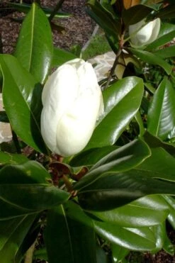 Victoria Cold Hardy Evergreen Magnolia - 3 Gallon Pot 12 Victoria Cold Hardy Evergreen Magnolia - 3 Gallon Pot -Flora Bloom Shop magnolia victoria 8