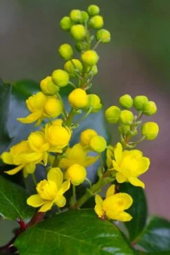 Creeping Oregon Grape (Mahonia Repens) - 1 Gallon Pot -Flora Bloom Shop mahonia repens creeping oregon grape 1