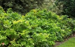 Creeping Oregon Grape (Mahonia Repens) - 1 Gallon Pot -Flora Bloom Shop mahonia repens creeping oregon grape 4