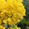 Creeping Oregon Grape (Mahonia Repens) - 1 Gallon Pot