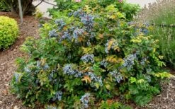 Creeping Oregon Grape (Mahonia Repens) - 1 Gallon Pot -Flora Bloom Shop mahonia repens creeping oregon grape 7