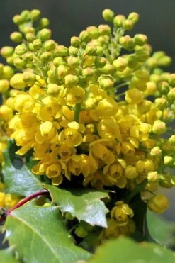 Creeping Oregon Grape (Mahonia Repens) - 1 Gallon Pot -Flora Bloom Shop mahonia repens creeping oregon grape 8
