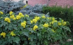 Creeping Oregon Grape (Mahonia Repens) - 1 Gallon Pot -Flora Bloom Shop mahonia repens creeping oregon grape 9