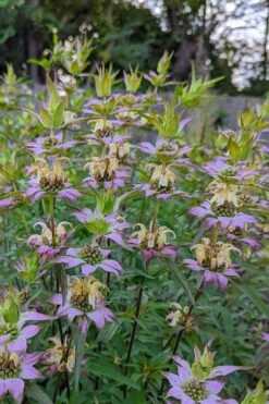 Beebop Bee Balm (Monarda Punctata) - 1 Gallon Pot -Flora Bloom Shop monarda punctata beebop bee balm 2