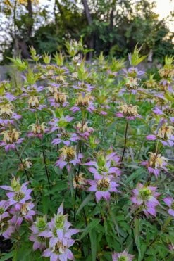 Beebop Bee Balm (Monarda Punctata) - 1 Gallon Pot -Flora Bloom Shop monarda punctata beebop bee balm 3