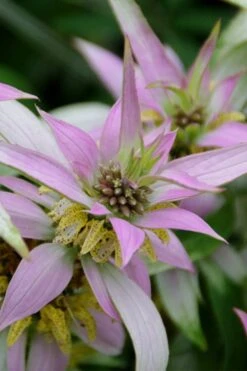 Beebop Bee Balm (Monarda Punctata) - 1 Gallon Pot -Flora Bloom Shop monarda punctata beebop bee balm 4
