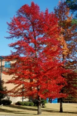 Black Gum Tupelo Tree (Nyssa Sylvatica) - 3 Gallon Pot 14 Black Gum Tupelo Tree (Nyssa Sylvatica) - 3 Gallon Pot -Flora Bloom Shop nyssa sylvatica black gum tupelo tree 3
