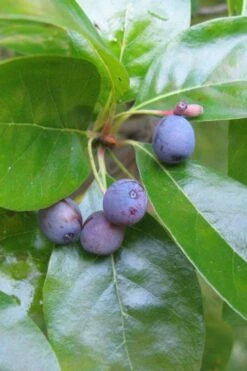 Black Gum Tupelo Tree (Nyssa Sylvatica) - 3 Gallon Pot 16 Black Gum Tupelo Tree (Nyssa Sylvatica) - 3 Gallon Pot -Flora Bloom Shop nyssa sylvatica black gum tupelo tree fruit 1