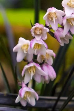 Black Beard Black Mondo Grass - Ophiopogon Planiscapus - 1 Gallon Pot -Flora Bloom Shop ophiopogon planiscapus black beard black mondo grass 3