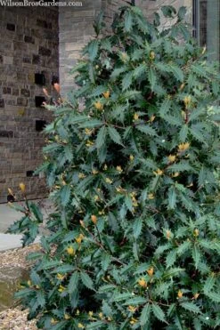 Jim Porter Sweet Toothed Tea Olive - 7 Gallon Pot (3-4') 9 Jim Porter Sweet Toothed Tea Olive - 7 Gallon Pot (3-4') -Flora Bloom Shop osmanthus armatus jim porter tea olive 1