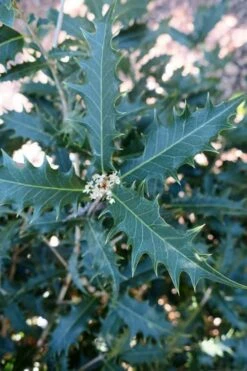 Jim Porter Sweet Toothed Tea Olive - 7 Gallon Pot (3-4') 11 Jim Porter Sweet Toothed Tea Olive - 7 Gallon Pot (3-4') -Flora Bloom Shop osmanthus armatus jim porter tea olive 4