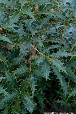 Jim Porter Sweet Toothed Tea Olive - 7 Gallon Pot (3-4') 10 Jim Porter Sweet Toothed Tea Olive - 7 Gallon Pot (3-4') -Flora Bloom Shop osmanthus armatus jim porter tea olive 6