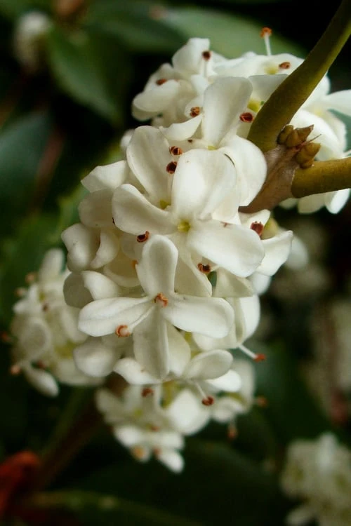 Fortune's Cold Hardy Tea Olive (Fragrant Osmanthus) - 1 Gallon Pot 5 Fortune's Cold Hardy Tea Olive (Fragrant Osmanthus) - 1 Gallon Pot - Image 5