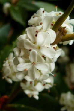 Fortune's Cold Hardy Tea Olive (Fragrant Osmanthus) - 7 Gallon Pot (5-6') -Flora Bloom Shop osmanthus fortunei fragrant tea olive 2 3