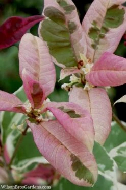 Pink Flush Variegated Tea Olive (Osmanthus Fragrans 'Yinbi Shuanghui') - Quart Pot -Flora Bloom Shop osmanthus frangrans yinbi shuangui variegated tea olive 10 4