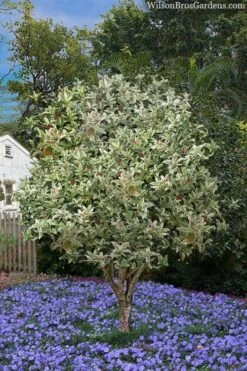 Pink Flush Variegated Tea Olive (Osmanthus Fragrans 'Yinbi Shuanghui') - 3 Gallon Pot -Flora Bloom Shop osmanthus frangrans yinbi shuangui variegated tea olive 8 2