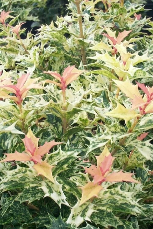 Goshiki Osmanthus (Variegated False Holly) - 5 Gallon Pot 1 Goshiki Osmanthus (Variegated False Holly) - 5 Gallon Pot