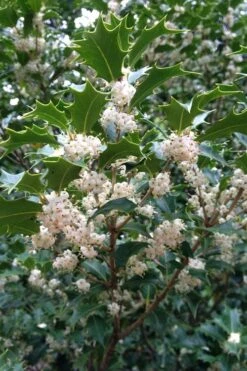 Gulftide Hardy Tea Olive (Osmanthus) - 1 Gallon Pot 11 Gulftide Hardy Tea Olive (Osmanthus) - 1 Gallon Pot -Flora Bloom Shop osmanthus heterophyllus gulftide tea olive false holly 10