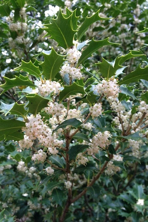 Gulftide Hardy Tea Olive (Osmanthus) - 1 Gallon Pot 6 Gulftide Hardy Tea Olive (Osmanthus) - 1 Gallon Pot - Image 6