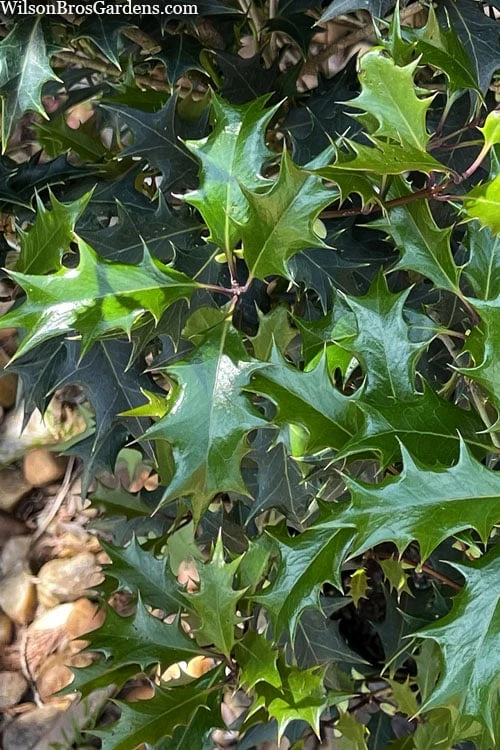 Gulftide Hardy Tea Olive (Osmanthus) - 1 Gallon Pot 5 Gulftide Hardy Tea Olive (Osmanthus) - 1 Gallon Pot - Image 5