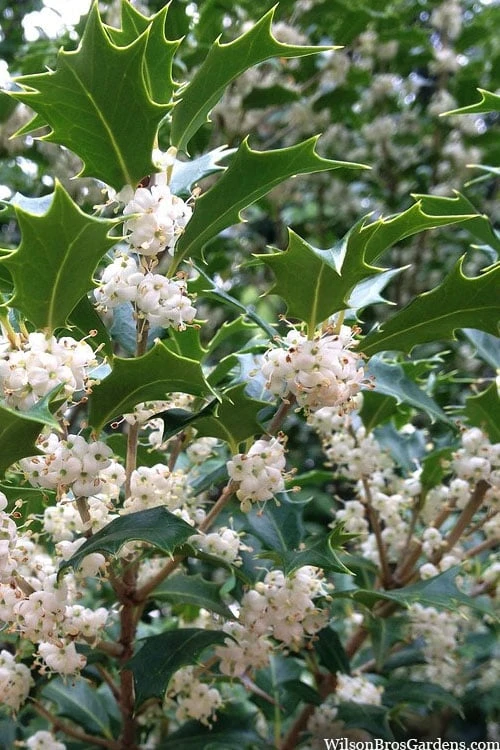 Gulftide Hardy Tea Olive (Osmanthus) - 1 Gallon Pot 1 Gulftide Hardy Tea Olive (Osmanthus) - 1 Gallon Pot