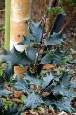 Purple Leaf Tea Olive (Osmanthus Heterophyllus 'Purpurea') - 3 Gallon Pot 12 Purple Leaf Tea Olive (Osmanthus Heterophyllus 'Purpurea') - 3 Gallon Pot -Flora Bloom Shop osmanthus heterophyllus purpurea purple leaf tea olive 7