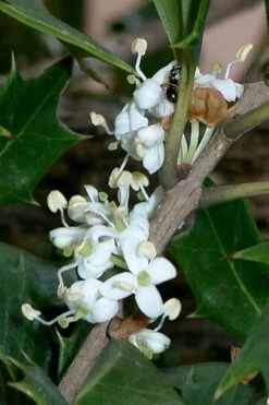 Purple Leaf Tea Olive (Osmanthus Heterophyllus 'Purpurea') - 3 Gallon Pot 13 Purple Leaf Tea Olive (Osmanthus Heterophyllus 'Purpurea') - 3 Gallon Pot -Flora Bloom Shop osmanthus heterophyllus purpurea purple leaf tea olive 8