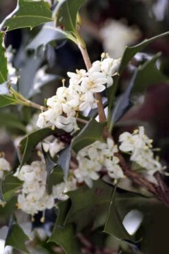 Purple Leaf Tea Olive (Osmanthus Heterophyllus 'Purpurea') - 3 Gallon Pot 11 Purple Leaf Tea Olive (Osmanthus Heterophyllus 'Purpurea') - 3 Gallon Pot -Flora Bloom Shop osmanthus heterophyllus purpurea purple leaf tea olive 9