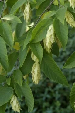 American Hop Hornbeam (Ostrya Virginiana) - 1 Gallon Pot 12 American Hop Hornbeam (Ostrya Virginiana) - 1 Gallon Pot -Flora Bloom Shop ostrya virginiana hophornbeam tree 6