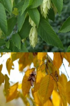 American Hop Hornbeam (Ostrya Virginiana) - 1 Gallon Pot 14 American Hop Hornbeam (Ostrya Virginiana) - 1 Gallon Pot -Flora Bloom Shop ostrya virginiana hophornbeam tree 7