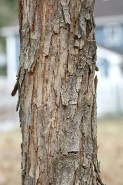 American Hop Hornbeam (Ostrya Virginiana) - 3 Gallon Pot 15 American Hop Hornbeam (Ostrya Virginiana) - 3 Gallon Pot -Flora Bloom Shop ostrya virginiana hophornbeam tree 8 1