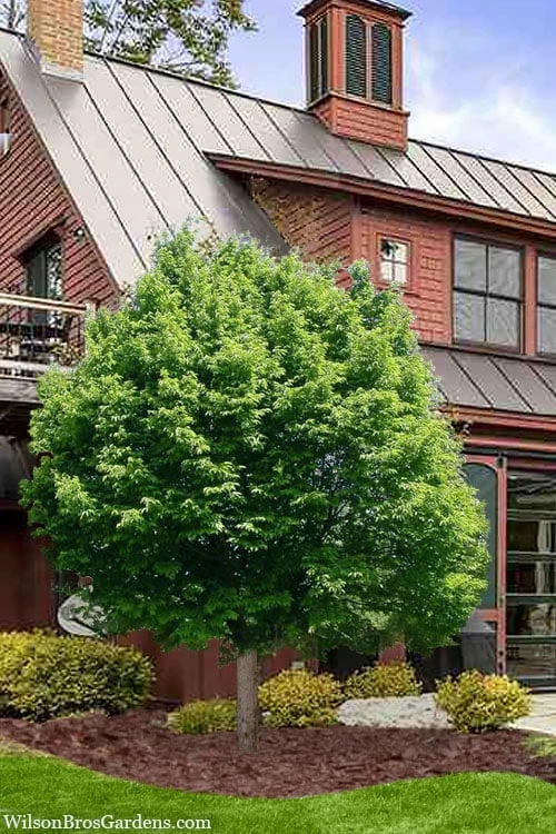 American Hop Hornbeam (Ostrya Virginiana) - 3 Gallon Pot 4 American Hop Hornbeam (Ostrya Virginiana) - 3 Gallon Pot - Image 4