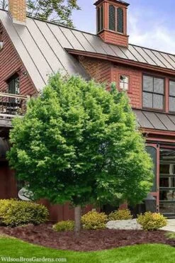 American Hop Hornbeam (Ostrya Virginiana) - 1 Gallon Pot 11 American Hop Hornbeam (Ostrya Virginiana) - 1 Gallon Pot -Flora Bloom Shop ostrya virginiana hophornbeam tree 9