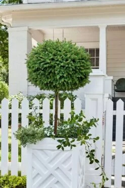 Little Gem Dwarf Norway Spruce Tree (Single Trunk) - 2 Gallon Pot -Flora Bloom Shop picea abies little gem dwarf norway spruce tree 5