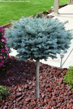 Dwarf Globe Blue Spruce Topiary Tree (Picea Pungens 'Globosa') - 5 Gallon Pot -Flora Bloom Shop picea pungens glauca globosa dwarf globe colorado blue spruce topiary tree 2