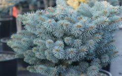 Dwarf Globe Blue Spruce Topiary Tree (Picea Pungens 'Globosa') - 5 Gallon Pot -Flora Bloom Shop picea pungens globosa dwarf globe blue spruce 2