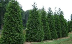 Green Giant Arborvitae - 7 Gallon Pot (3-4') -Flora Bloom Shop picture arborvitae green giant 2