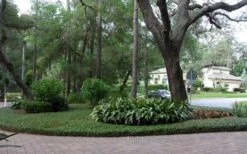 Asian Jasmine - Asiatic Jasmine - 18 Count Flat Of Pint Pots -Flora Bloom Shop picture asian jasmine 8 1