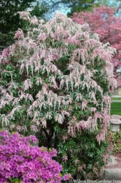 Dorothy Wycoff Pieris - 3 Gallon Pot -Flora Bloom Shop pieris japonica dorothy wycoff 2