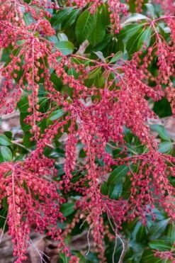 Dorothy Wycoff Pieris - 3 Gallon Pot -Flora Bloom Shop pieris japonica dorothy wycoff 4