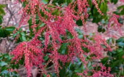 Dorothy Wycoff Pieris - 3 Gallon Pot -Flora Bloom Shop pieris japonica dorothy wycoff 5