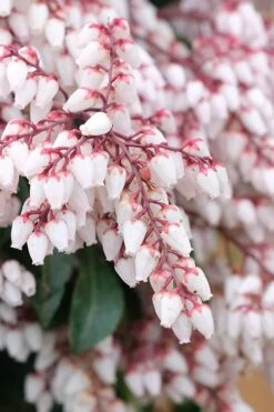 Dorothy Wycoff Pieris - 3 Gallon Pot -Flora Bloom Shop pieris japonica dorothy wycoff 7