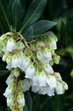 Southern Lady Pieris - 3 Gallon Pot 8 Southern Lady Pieris - 3 Gallon Pot -Flora Bloom Shop pieris japonica southern lady 1