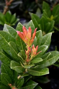 Southern Lady Pieris - 3 Gallon Pot 9 Southern Lady Pieris - 3 Gallon Pot -Flora Bloom Shop pieris japonica southern lady 2