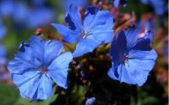 Hardy Blue Plumbago - Ceratostigma Plumbaginoides - 10 Pack Of Pint Pots -Flora Bloom Shop plumbago hardy blue perennial