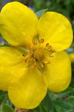 Gold Star Shrubby Cinquefoil (Potentilla Fruticosa) - 1 Gallon Pot 10 Gold Star Shrubby Cinquefoil (Potentilla Fruticosa) - 1 Gallon Pot -Flora Bloom Shop potentilla fruticosa gold star shrubby cinquefoil 1