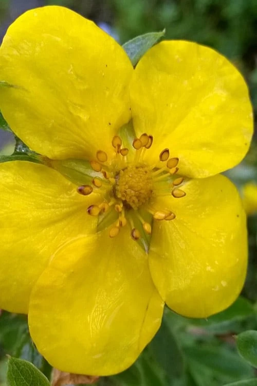 Gold Star Shrubby Cinquefoil (Potentilla Fruticosa) - 1 Gallon Pot 4 Gold Star Shrubby Cinquefoil (Potentilla Fruticosa) - 1 Gallon Pot - Image 4