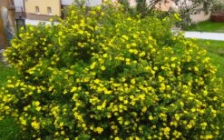 Gold Star Shrubby Cinquefoil (Potentilla Fruticosa) - 1 Gallon Pot 11 Gold Star Shrubby Cinquefoil (Potentilla Fruticosa) - 1 Gallon Pot -Flora Bloom Shop potentilla fruticosa gold star shrubby cinquefoil 2